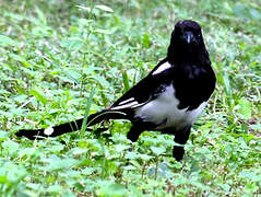 Oriental Magpie