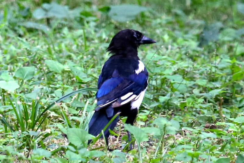 Oriental Magpie