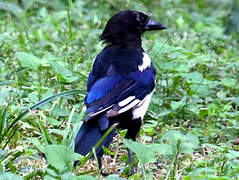 Oriental Magpie