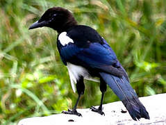 Oriental Magpie