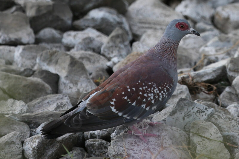 Speckled Pigeon