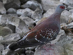 Speckled Pigeon