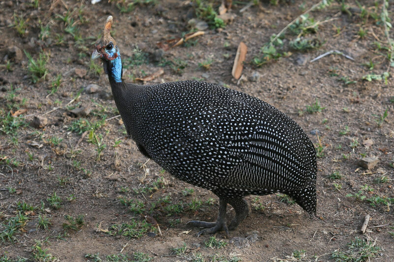 Helmeted Guineafowl