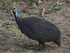 Helmeted Guineafowl