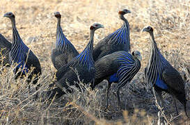 Vulturine Guineafowl