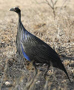 Vulturine Guineafowl