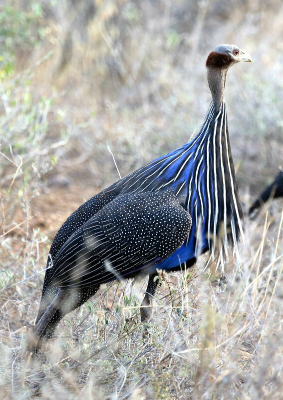 Vulturine Guineafowl