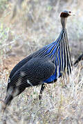 Vulturine Guineafowl