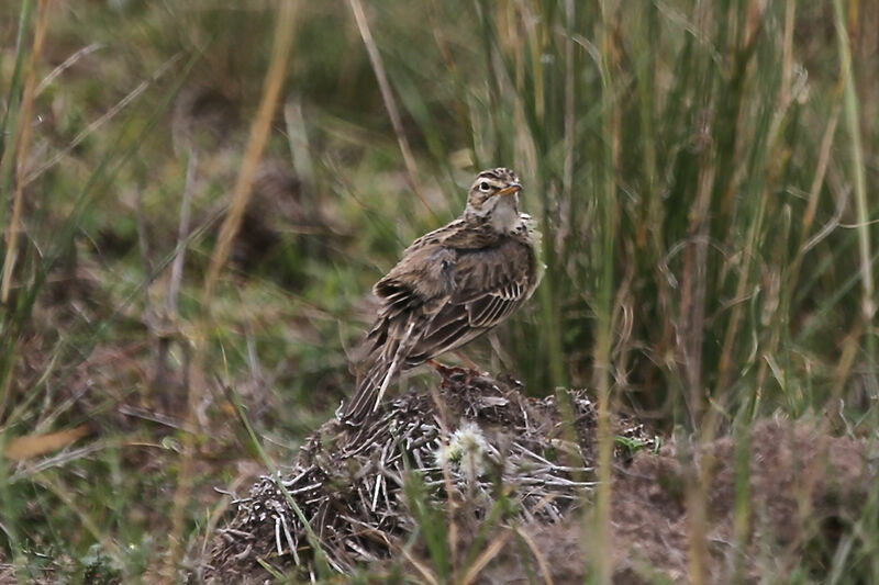 Pipit africain