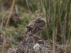 African Pipit