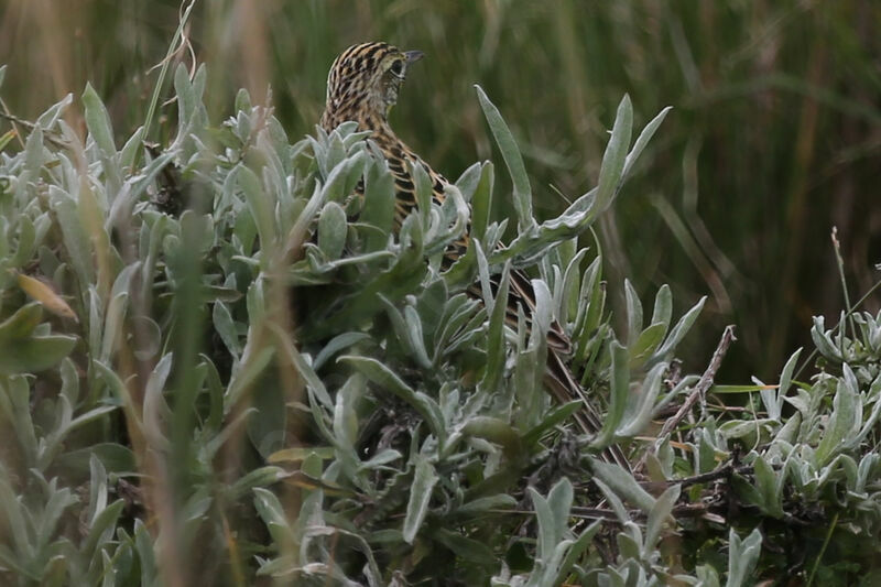 Pipit de Sharpe