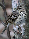 Pipit des arbres