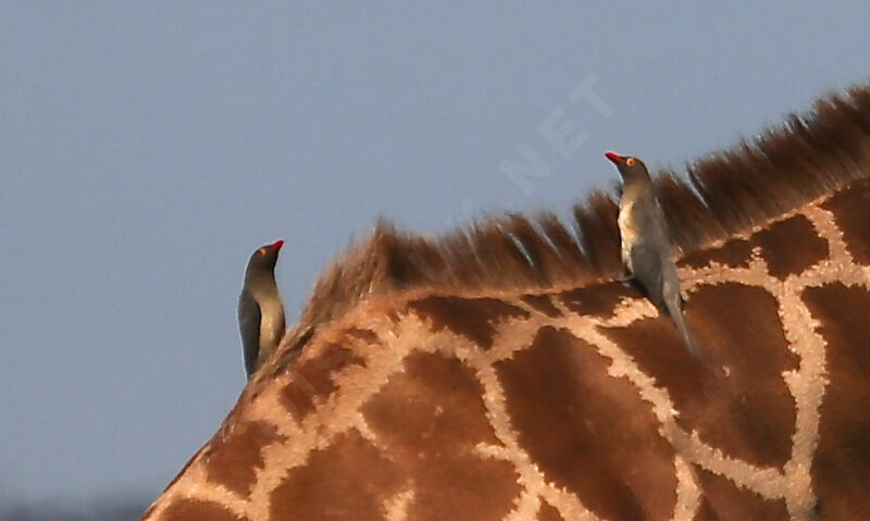 Red-billed Oxpecker