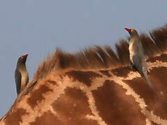 Red-billed Oxpecker