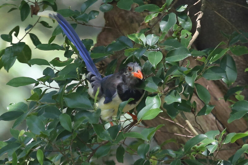 Red-billed Blue Magpie