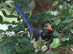 Red-billed Blue Magpie