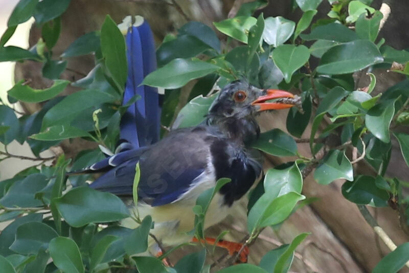 Red-billed Blue Magpie