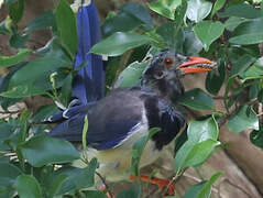 Red-billed Blue Magpie