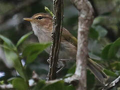 Brown Woodland Warbler