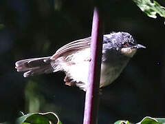 White-chinned Prinia