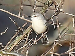 Tawny-flanked Prinia