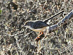 Prinia pâle