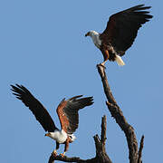 African Fish Eagle