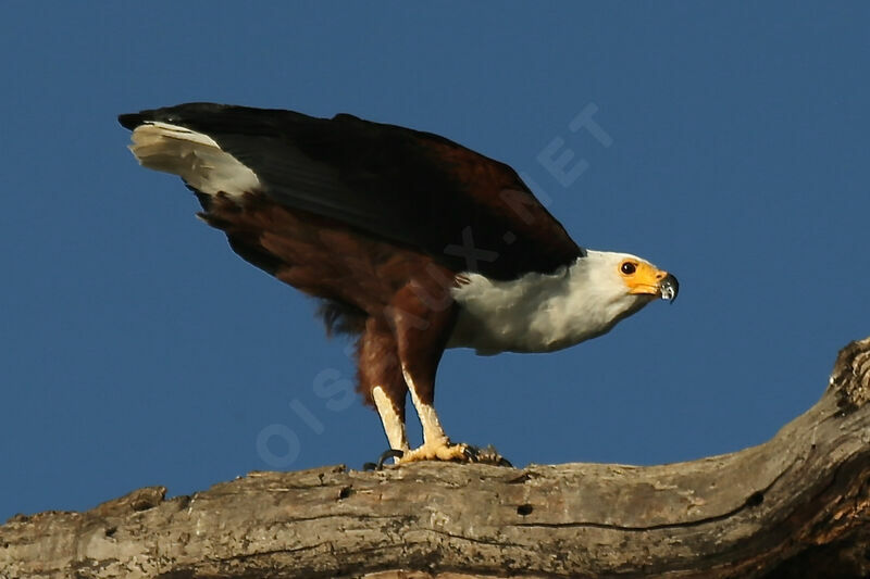 African Fish Eagle