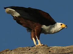 African Fish Eagle