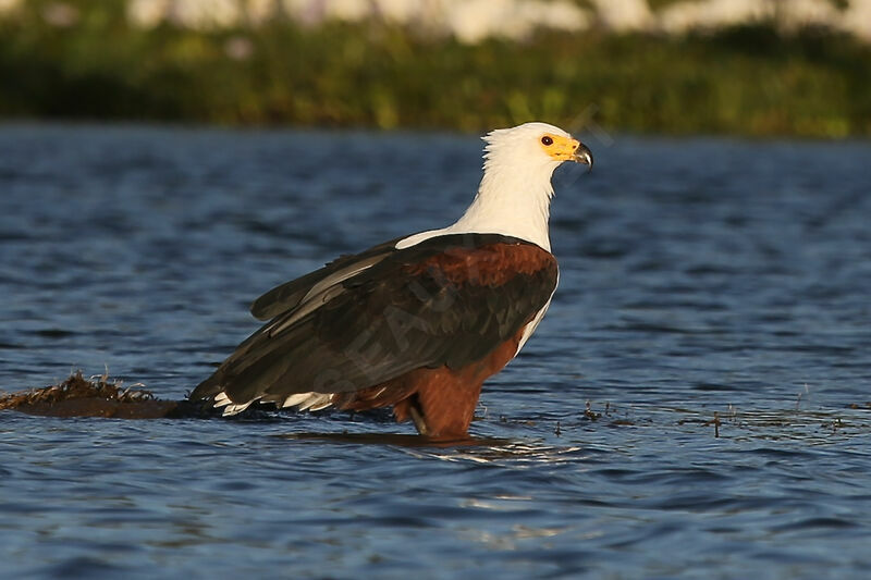 African Fish Eagle