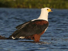 African Fish Eagle