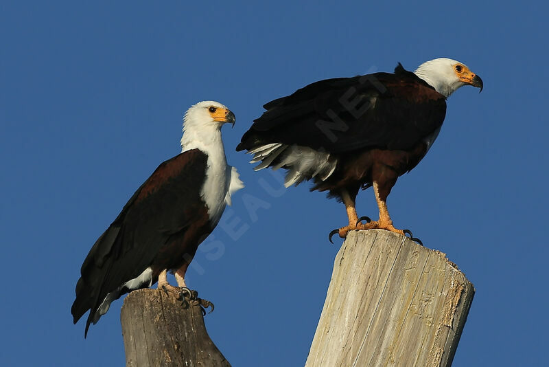 African Fish Eagle