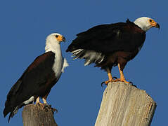 African Fish Eagle