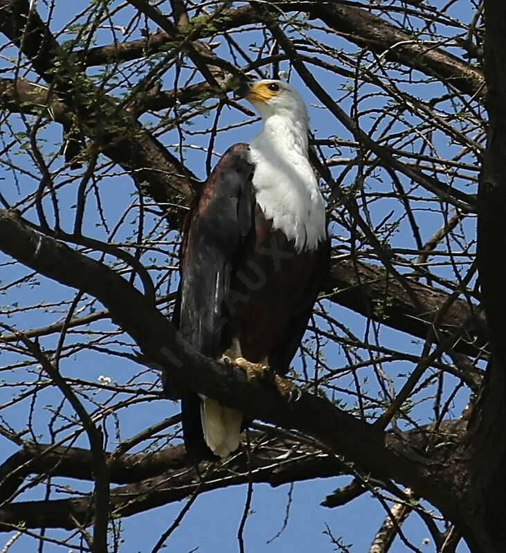 African Fish Eagle