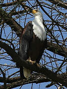 African Fish Eagle