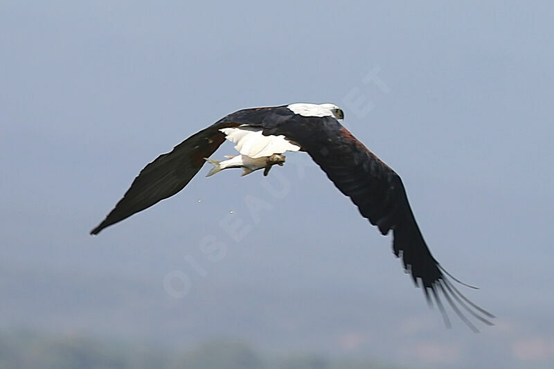 African Fish Eagle