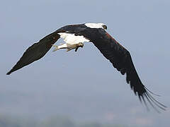 African Fish Eagle