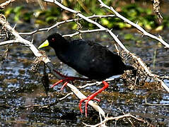 Black Crake