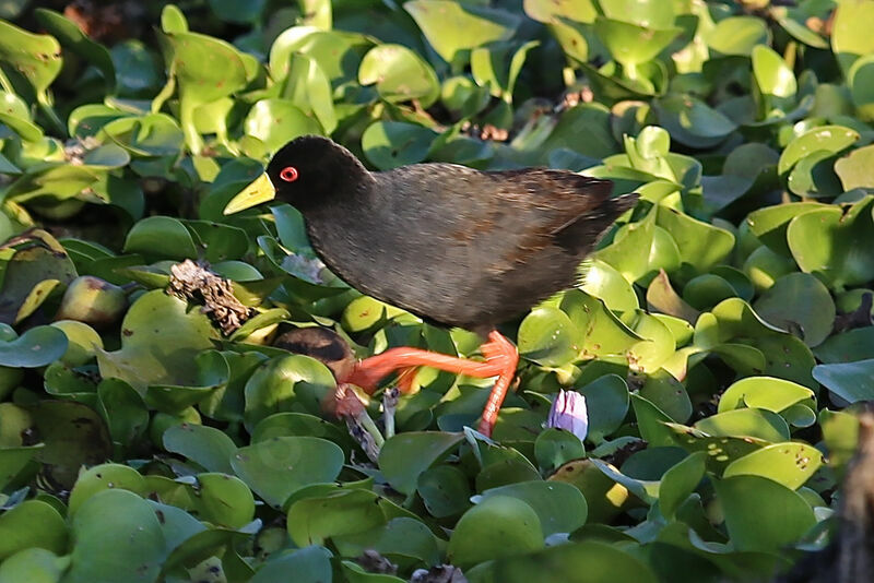 Black Crake