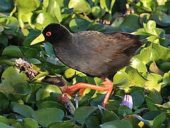 Black Crake