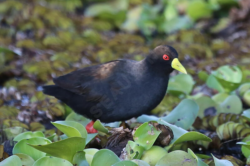 Black Crake