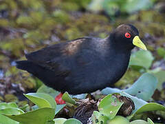 Black Crake