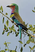 Lilac-breasted Roller