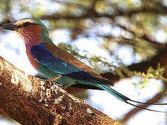 Lilac-breasted Roller