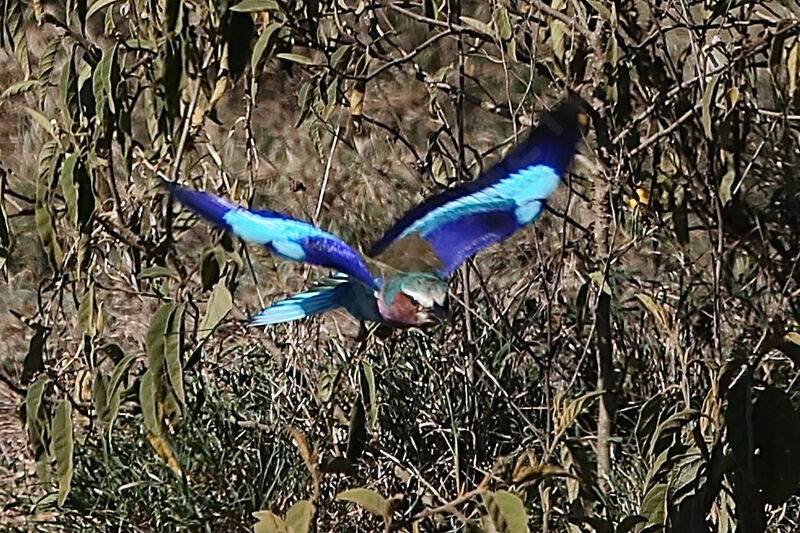 Lilac-breasted Roller