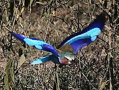 Lilac-breasted Roller