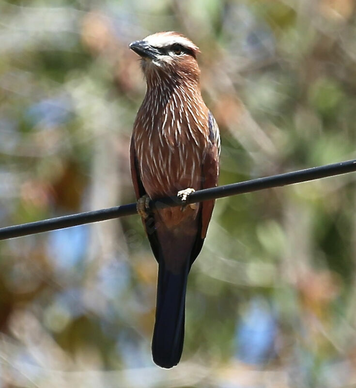 Purple Roller