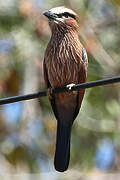 Purple Roller