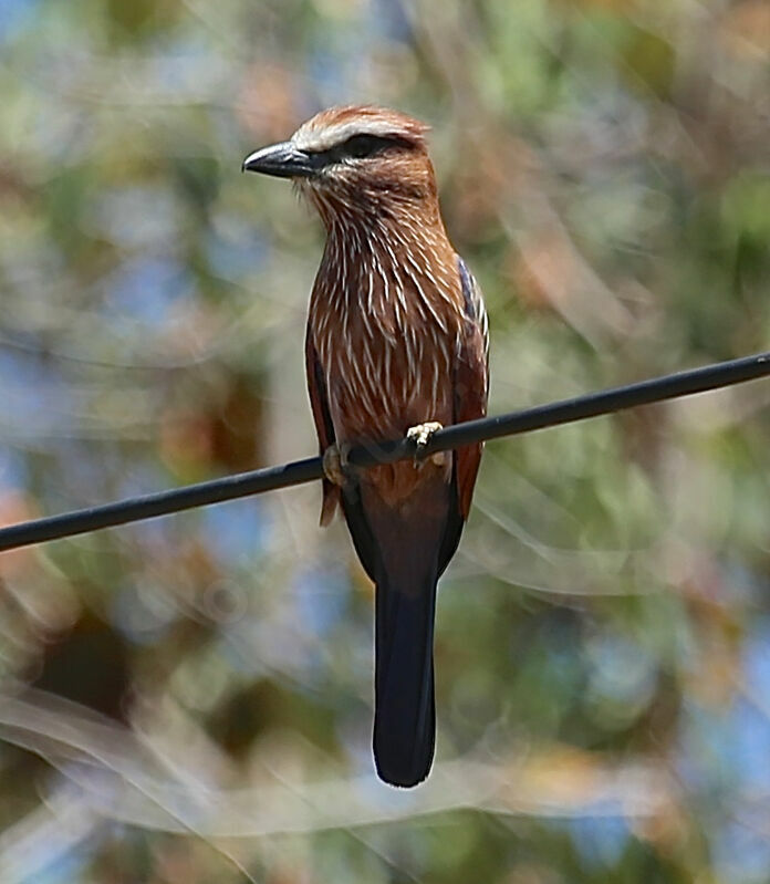 Purple Roller