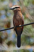 Purple Roller